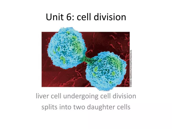 unit 6 cell division