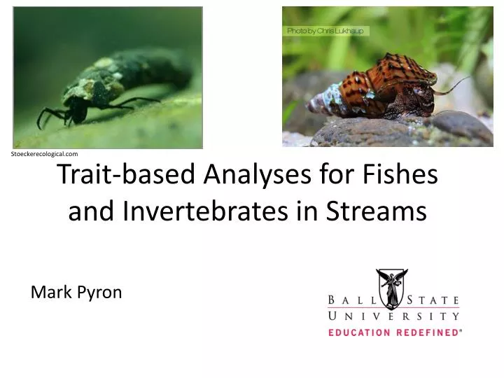 trait based analyses for fishes and invertebrates in streams
