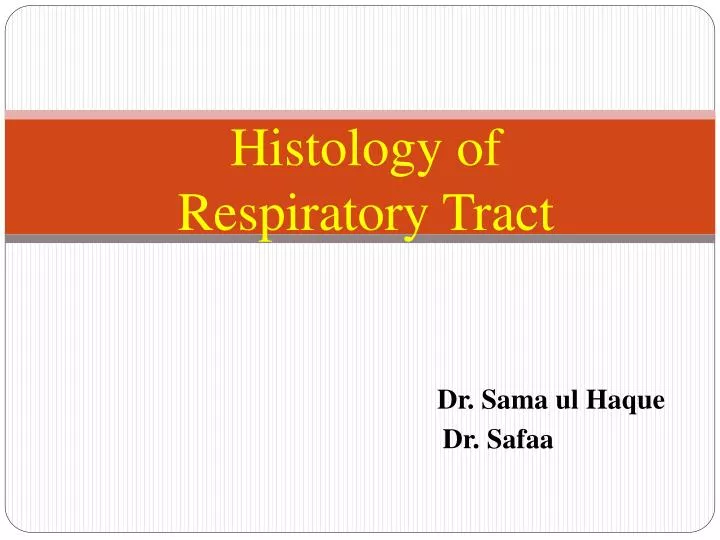 histology of respiratory tract