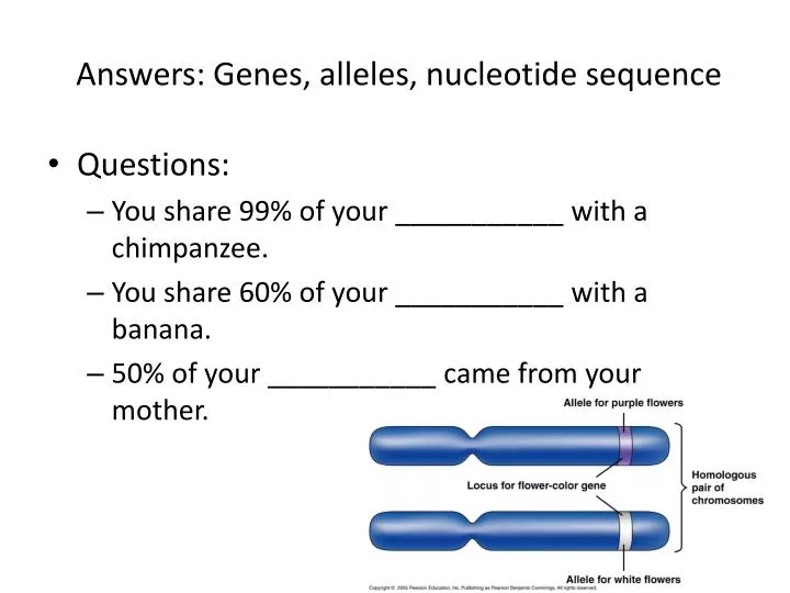 answers genes alleles nucleotide sequence