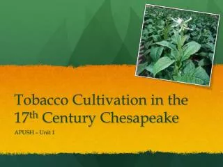 Tobacco Cultivation in the 17 th Century Chesapeake