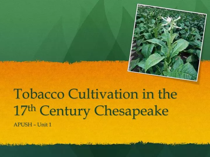 tobacco cultivation in the 17 th century chesapeake