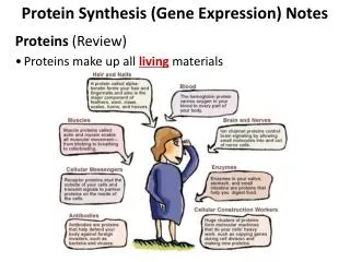 Protein Synthesis (Gene Expression) Notes Proteins (Review)