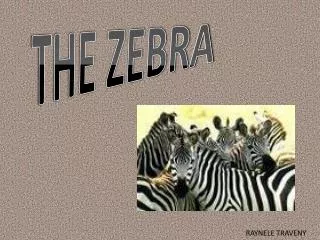 THE ZEBRA