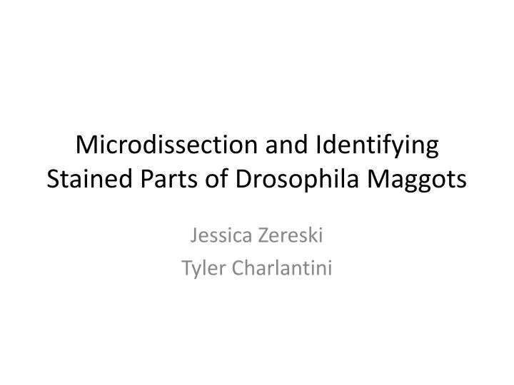 microdissection and identifying stained parts of drosophila maggots