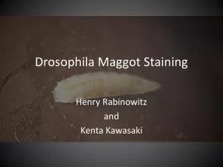 Drosophila Maggot Staining