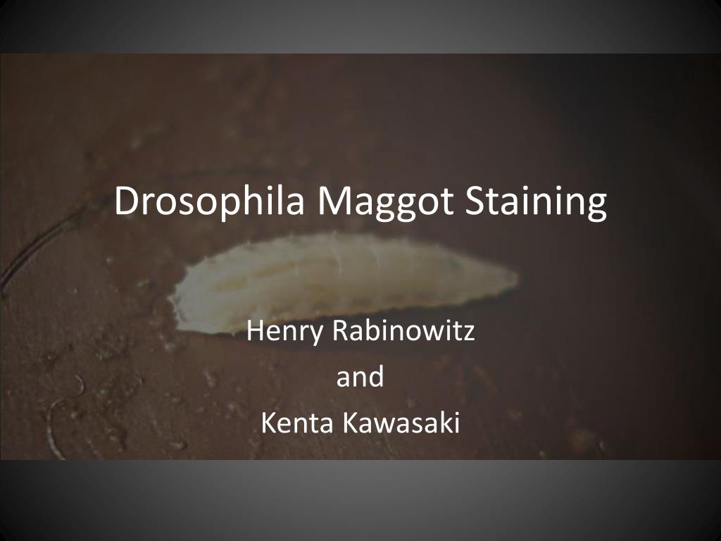 PPT - Drosophila Maggot Staining PowerPoint Presentation, free download ...