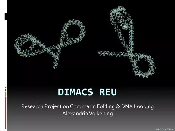research project on chromatin folding dna looping alexandria volkening