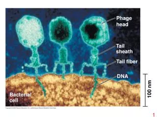 Bacterial cell