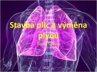 Stavba plic a výměna plynů