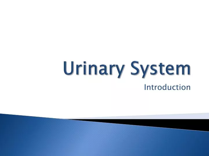 urinary system