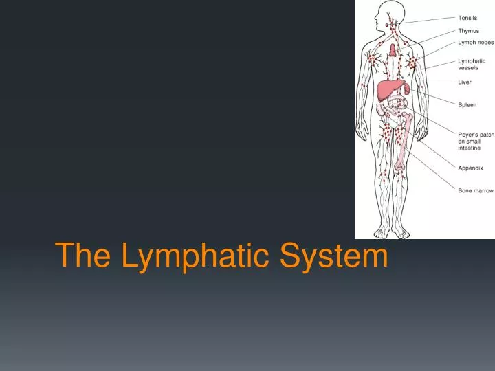 the lymphatic syste m