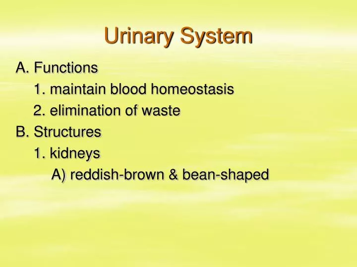 urinary system