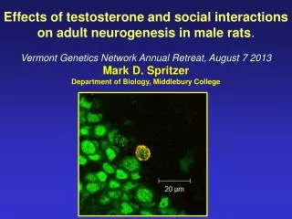 Effects of testosterone and social interactions on adult neurogenesis in male rats .