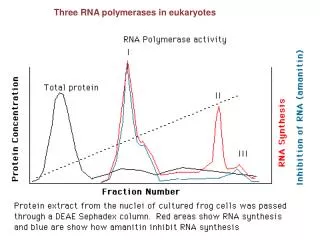 Three RNA polymerases in eukaryotes