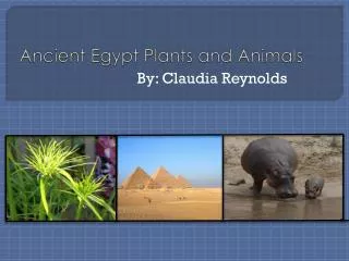 Ancient Egypt Plants and Animals