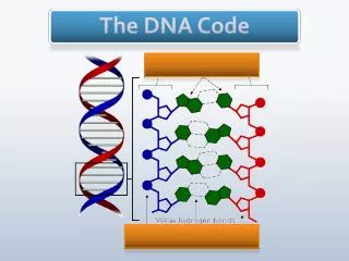 The DNA Code