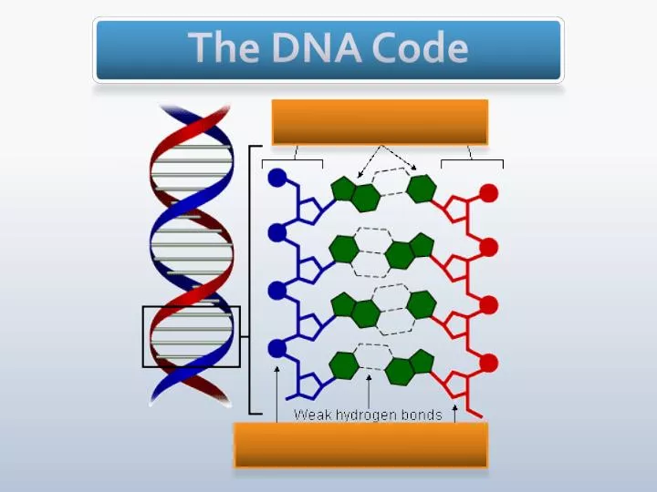 the dna code