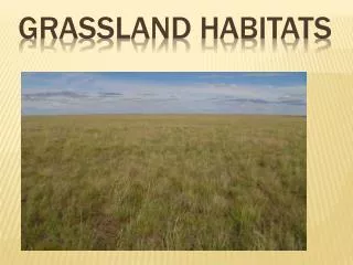 Grassland Habitats