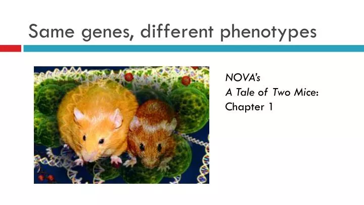 same genes different phenotypes