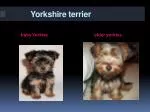 Yorkshire terrier - slide 1