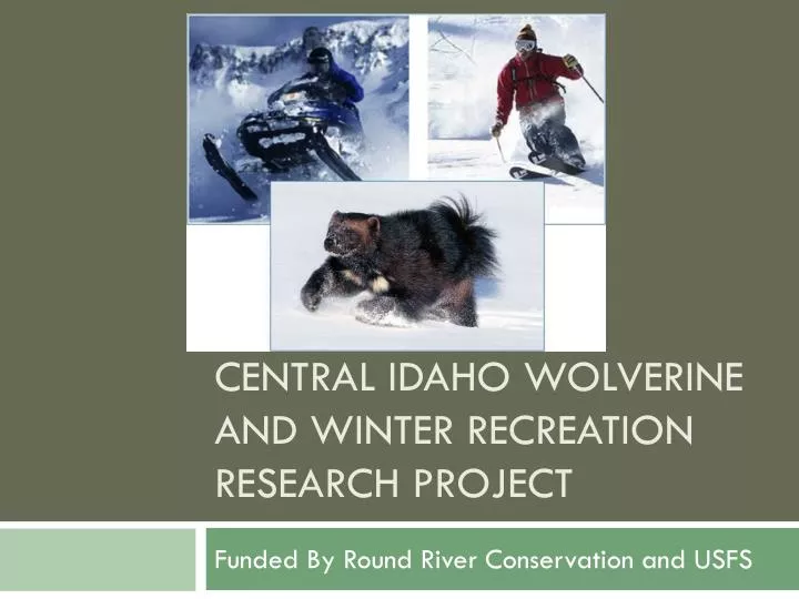 central idaho wolverine and winter recreation research project