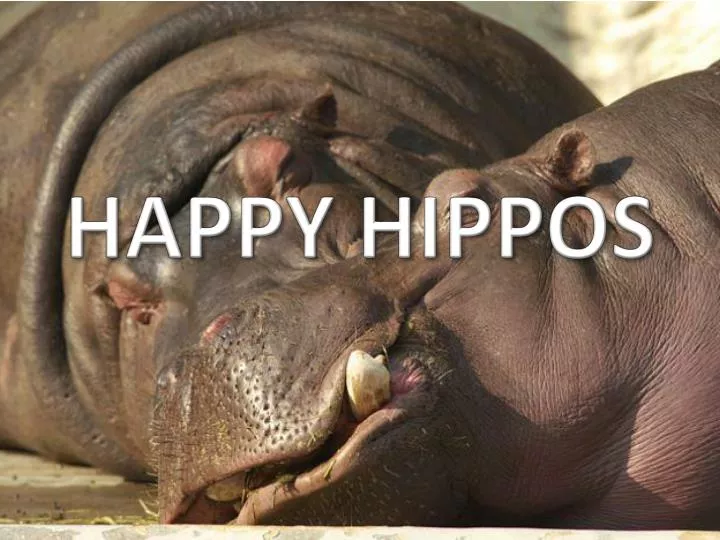 happy hippos