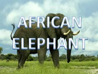 AFRICAN ELEPHANT