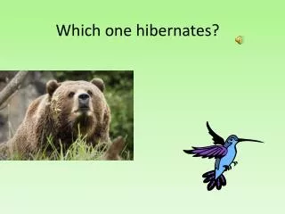 Which one hibernates?