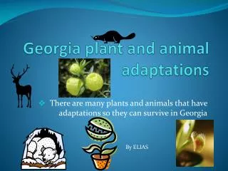 Georgia plant and animal adaptations