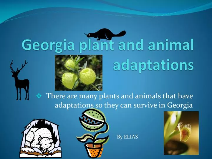 georgia plant and animal adaptations