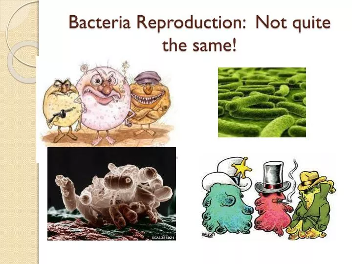 bacteria reproduction not quite the same