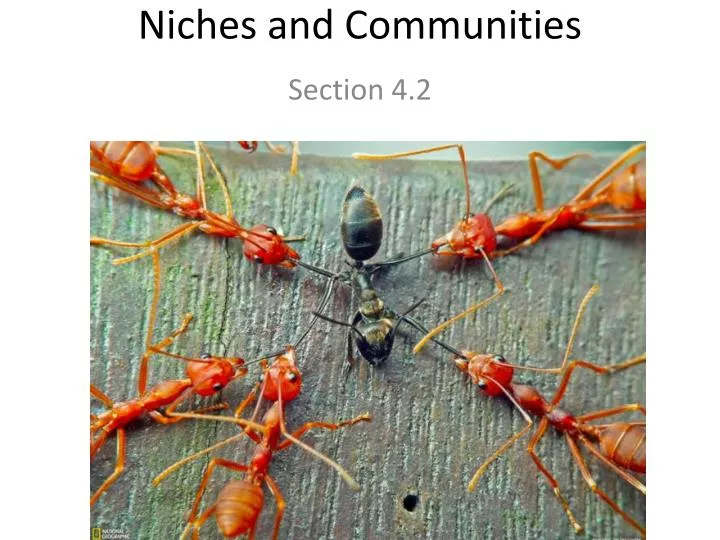 niches and communities