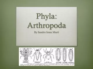 Phyla : Arthropoda