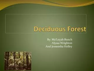 Deciduous Forest