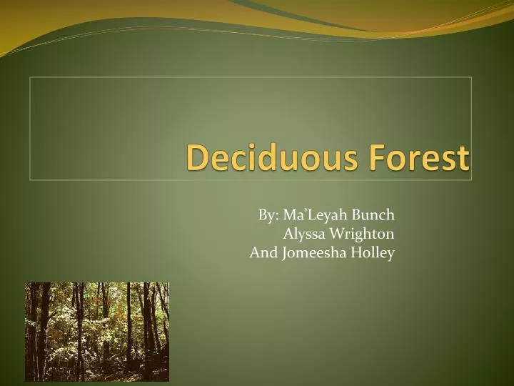 deciduous forest