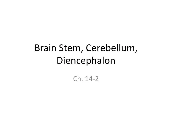brain stem cerebellum diencephalon
