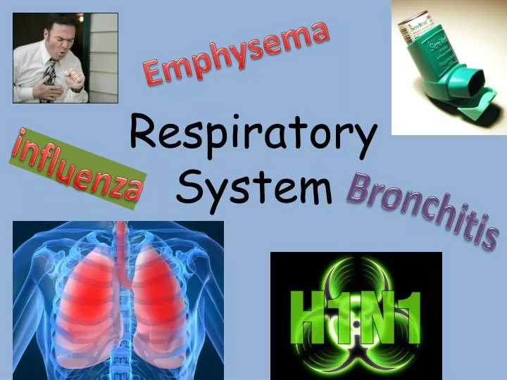 respiratory system