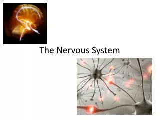 The Nervous System