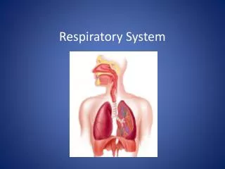 Respiratory System