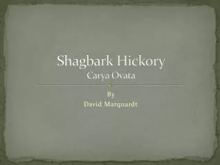 Shagbark Hickory Carya Ovata