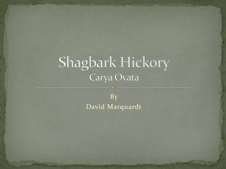 shagbark hickory carya ovata