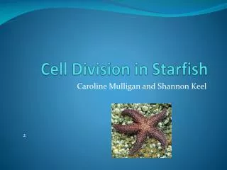 Cell Division in Starfish