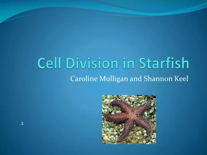 cell division in starfish
