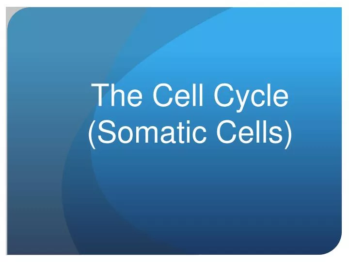 the cell cycle somatic cells