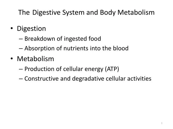 the digestive system and body metabolism