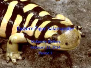 Eastern Tiger Salamander