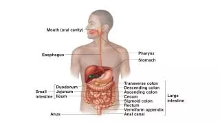 Mouth (oral cavity)