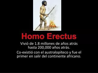 homo erectus