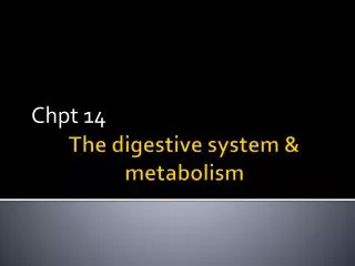 The digestive system &amp; metabolism